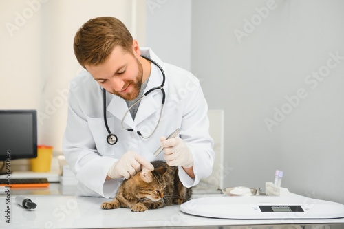 Fototapeta Naklejka Na Ścianę i Meble -  Veterinarian doctor checking cat at a vet clinic