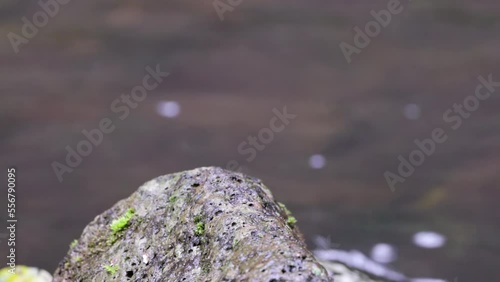 side view of a male rose robin standing on a rock at elebana falls in lamington national park of sth qld, australia photo