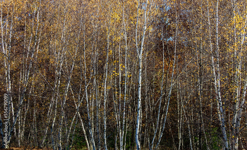 birch trees in the fall