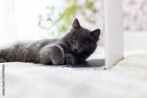 A gray fluffy Maine Coon kitten lies on the bed and on the laptop keyboard. Pet and gadgets. Funny pets