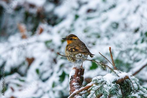A varied thrush sits on a branch with a background of snow covered trees