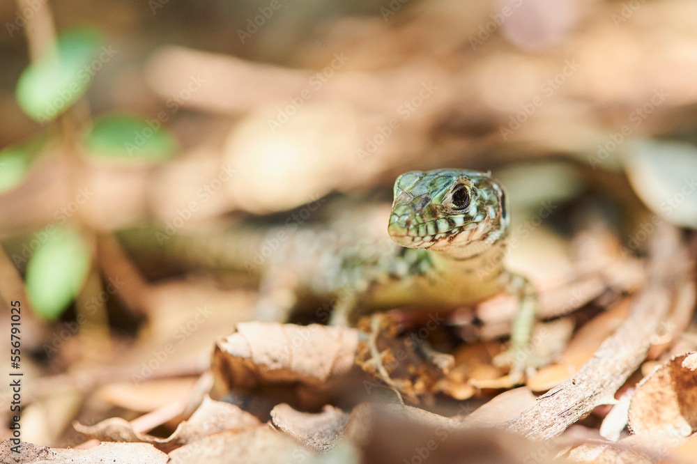 Portrait of an Ocellated lizard or jewelled lizard (Timon lepidus); Catalonia, Spain Portrait of an Ocellated lizard or jewelled lizard (Timon lepidus); Catalonia, Spain