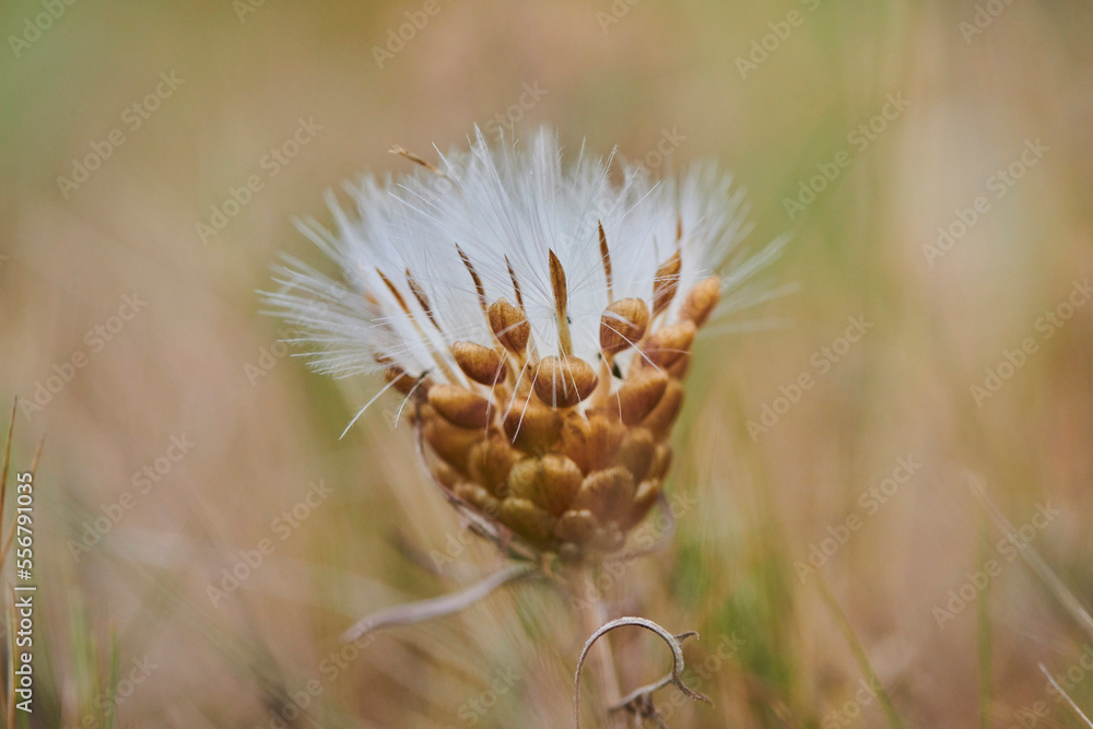 Spigot head bloom (Rhaponticum coniferum); Catalonia, Spain Spigot head bloom (Rhaponticum coniferum); Catalonia, Spain