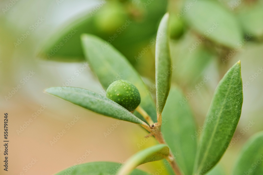 European olive (Olea europaea) fruit hanging on a tree; Catalonia, Spain European olive (Olea europaea) fruit hanging on a tree; Catalonia, Spain
