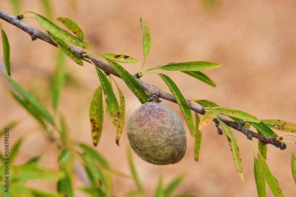 Close-up detail of an almond (Prunus amygdalus, syn. Prunus dulcis) nut in its hull; Catalonia, Spain Close-up detail of an almond (Prunus amygdalus, syn. Prunus dulcis) nut in its hull; Catalonia, Spain