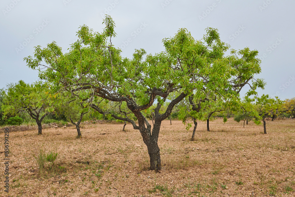 Almond (Prunus amygdalus, syn. Prunus dulcis) trees on a field; Catalonia, Spain Almond (Prunus amygdalus, syn. Prunus dulcis) trees on a field; Catalonia, Spain