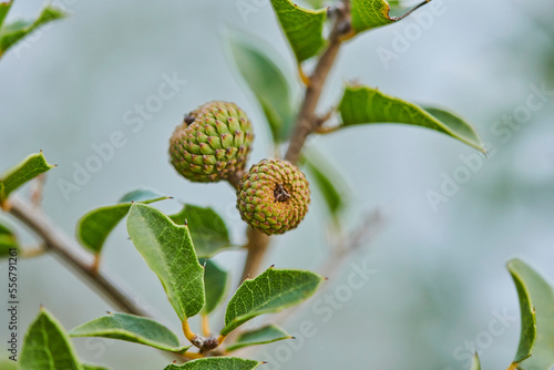 Close-up of a kermes oak (Quercus coccifera) fruit on a tree; Catalonia, Spain