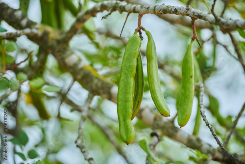 Carob (Ceratonia siliqua) fruits hanging on a tree; Catalonia, Spain photo