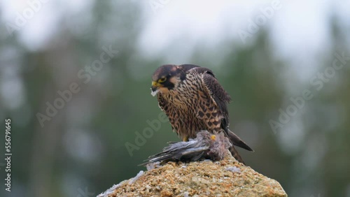 The peregrine falcon (Falco peregrinus) perching on a rock above its prey. The falcon has caught a pigeon and is feeding.