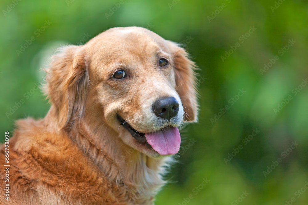 Golden retriever dog portrait; Paia, Maui, Hawaii, United States of America Golden retriever dog portrait; Paia, Maui, Hawaii, United States of America