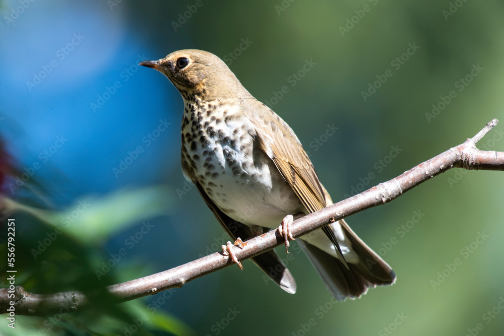 Swainson's Thrush (Catharus ustualtus) perched on a tree branch; Fairbanks, Alaska, United States of America Swainson's Thrush (Catharus ustualtus) perched on a tree branch; Fairbanks, Alaska, United States of America