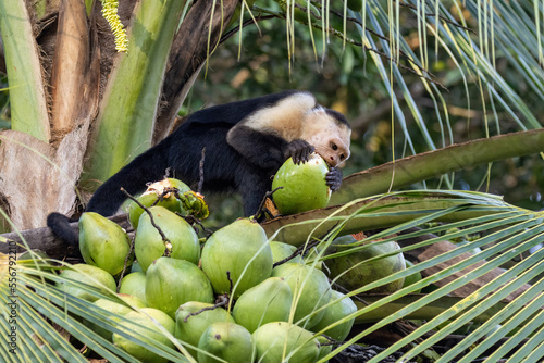 White faced Capuchin monkey breaking open a coconut