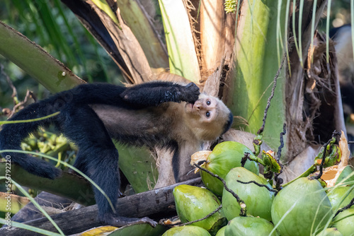Capuchin Monkey Drinking Coconut Water