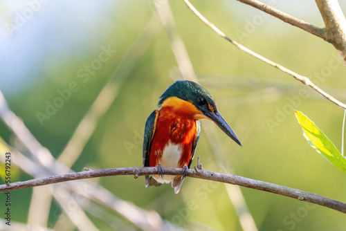 American pygmy kingfisher perched on a branch looking out for fish