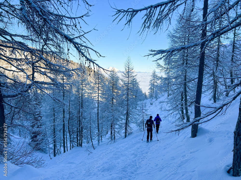 winter hikers climbing uphill trees covered with snow