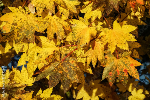 Close-up of mottled, yellow maple leaves (Acer) on a tree; Sitka, Alaska, United States of America photo