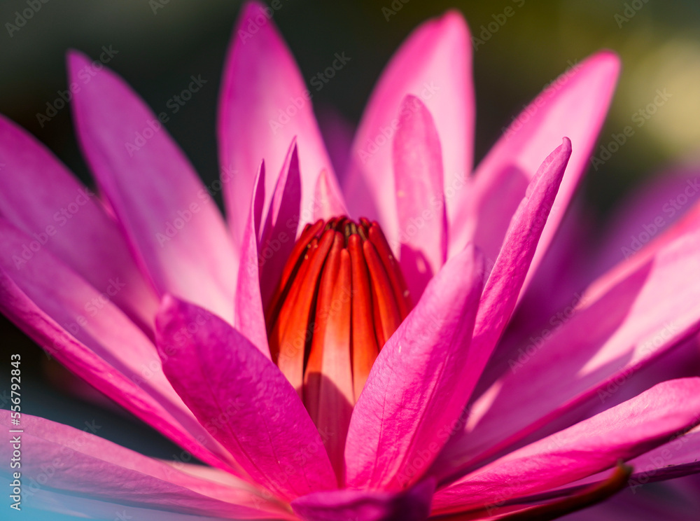 Blossoming Lotus Flower (Nelumbo nucifera) on Red Lotus Lake; Chiang Haeo, Thailand Blossoming Lotus Flower (Nelumbo nucifera) on Red Lotus Lake; Chiang Haeo, Thailand