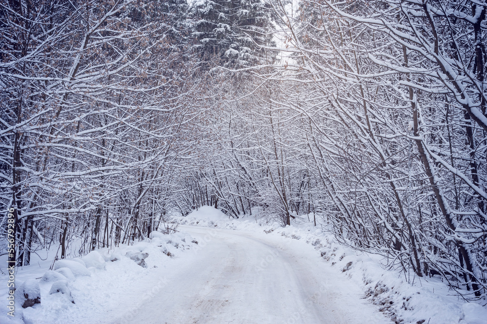 Road in the forest at winter.