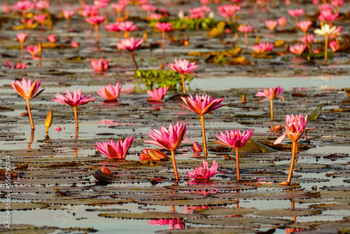 Blossoming Lotus Flowers (Nelumbo nucifera) on Red Lotus Lake; Chiang Haeo, Thailand photo