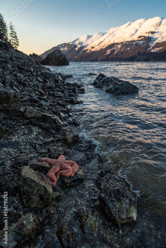 Close-up of a sea star (Asteroidea) resting on the rocky shore of Sea Star Cove in Kachemak Bay; Homer, Alaska, United States of America

 photo