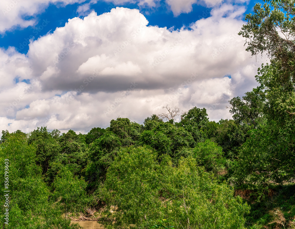 Beautiful skies and awesome tree tops over a muddy creek