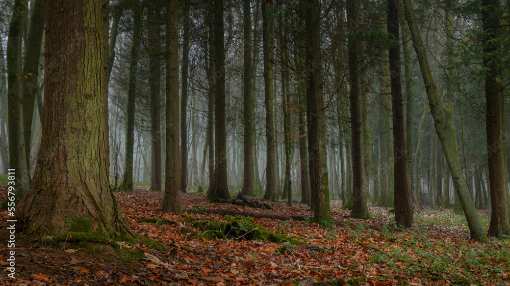 A thin fog lingers in a forest of evergreen trees; Brighton, East Sussex, England A thin fog lingers in a forest of evergreen trees; Brighton, East Sussex, England