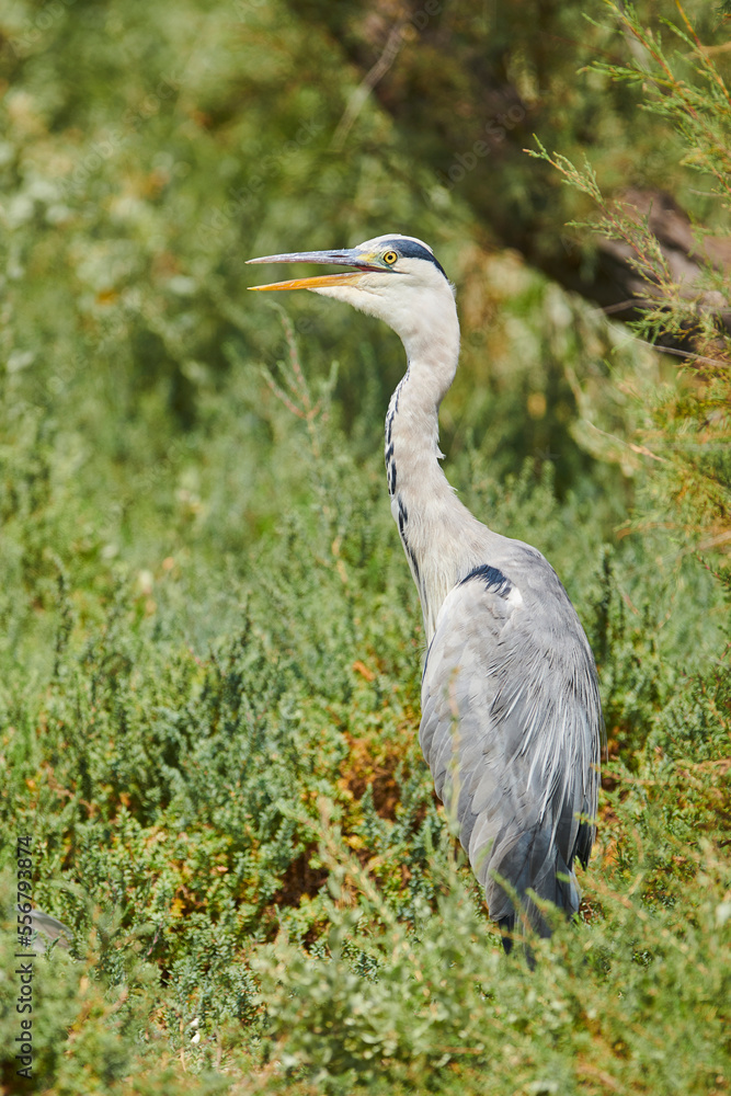 Grey heron (Ardea cinerea) standing in foliage, Parc Naturel Regional de Camargue; Camargue, France Grey heron (Ardea cinerea) standing in foliage, Parc Naturel Regional de Camargue; Camargue, France