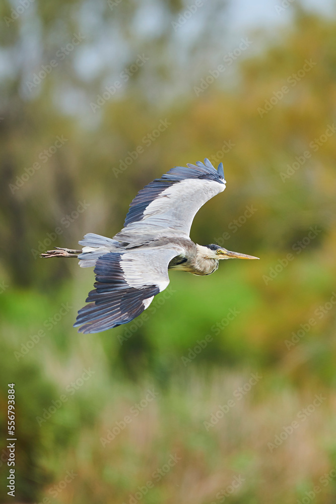 Grey heron (Ardea cinerea) in flight, Parc Naturel Regional de Camargue; Camargue, France Grey heron (Ardea cinerea) in flight, Parc Naturel Regional de Camargue; Camargue, France