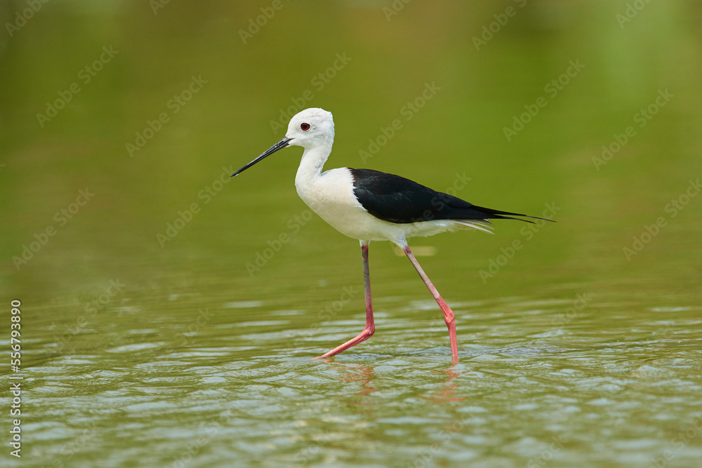 Black-winged stilt (Himantopus himantopus) wading in shallow water, Parc Naturel Regional de Camargue; Camargue, France Black-winged stilt (Himantopus himantopus) wading in shallow water, Parc Naturel Regional de Camargue; Camargue, France