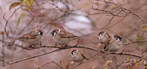 A flock of forest sparrows among autumn branches. Panorama...