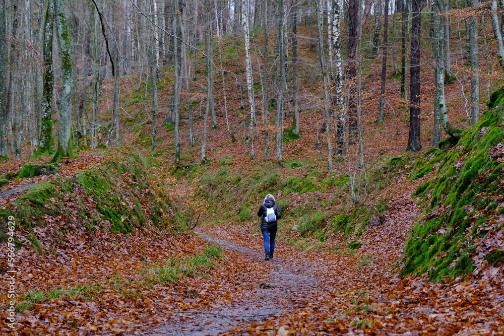 Fototapeta premium Silhouette of hiking person on a winding forest path between trees on a sunny autumn day. Nature reserve in Mirachowskie Forests, Kashubia, Poland 