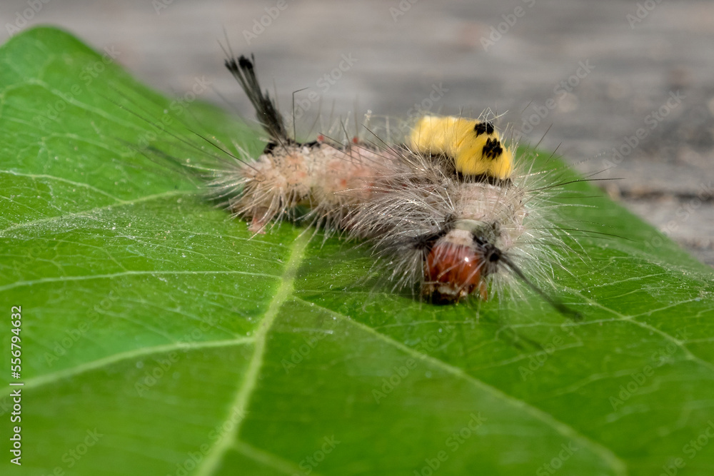 Close up of White-marked Tussock Moth Caterpillar on leaf,selective focus