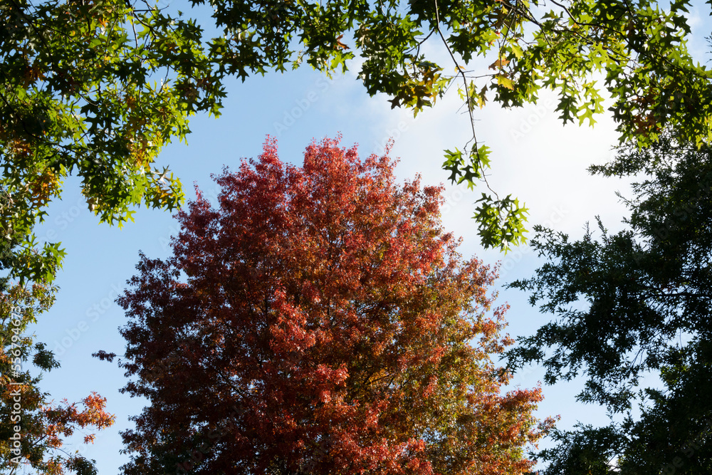 Maple trees in early autumn colours; Olympia, Washington, United States of America
