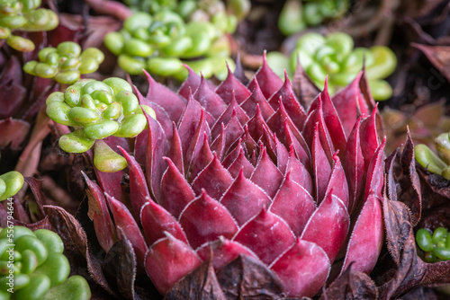 Red Ruben Hen and Chicks (House Leek) succulent house plant; Olympia, Washington, United States of America photo