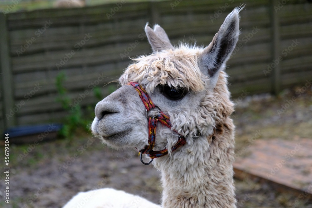 Obraz premium Close up head of white alpaca in the backyard of a farm