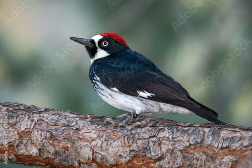 Acorn Woodpecker (Melanerpes formicivorus) at Cave Creek Ranch in the Chiricahua Mountains of Southeast Arizona; Portal, Arizona, United States of America photo