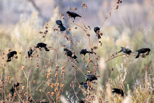 Red-winged Blackbirds (Agelaius phoeniceus) feeding on wildflower seeds at Bosque del Apache National Wildlife Refuge; New Mexico, United States of America photo