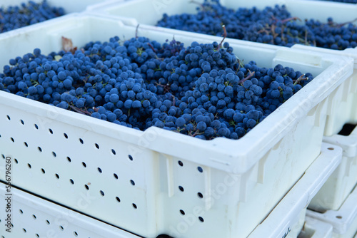 WIne Grapes Vineyard Winery