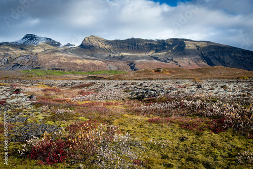 Colorful moss and shrubs on the tundra with mountain peaks in the background; Iceland photo