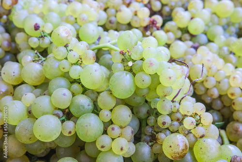 WIne Grapes Vineyard Winery