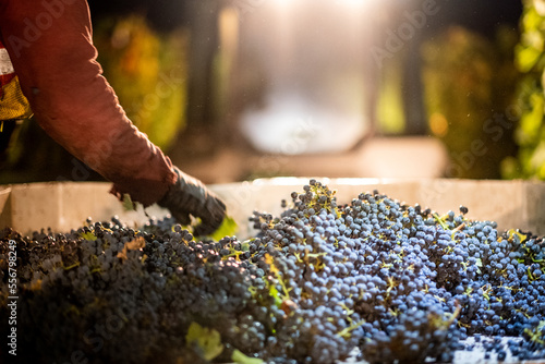 Wine Harvest, Nightime