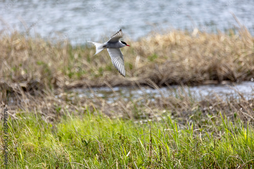 Arctic tern (Sterna paradisaea) flying over Potter's Marsh, Wildlife Refuge; Anchorage, Alaska, United States of America Arctic tern (Sterna paradisaea) flying over Potter's Marsh, Wildlife Refuge; Anchorage, Alaska, United States of America