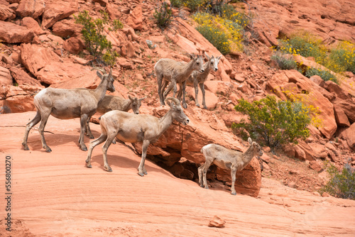 Desert Bighorn (Ovis canadensis nelsoni) ewes and lambs in red-rock cliffs with yellow flowered Brittlebush (Encelia farinosa) in Valley of Fire State Park, Nevada; Nevada, United States of America photo