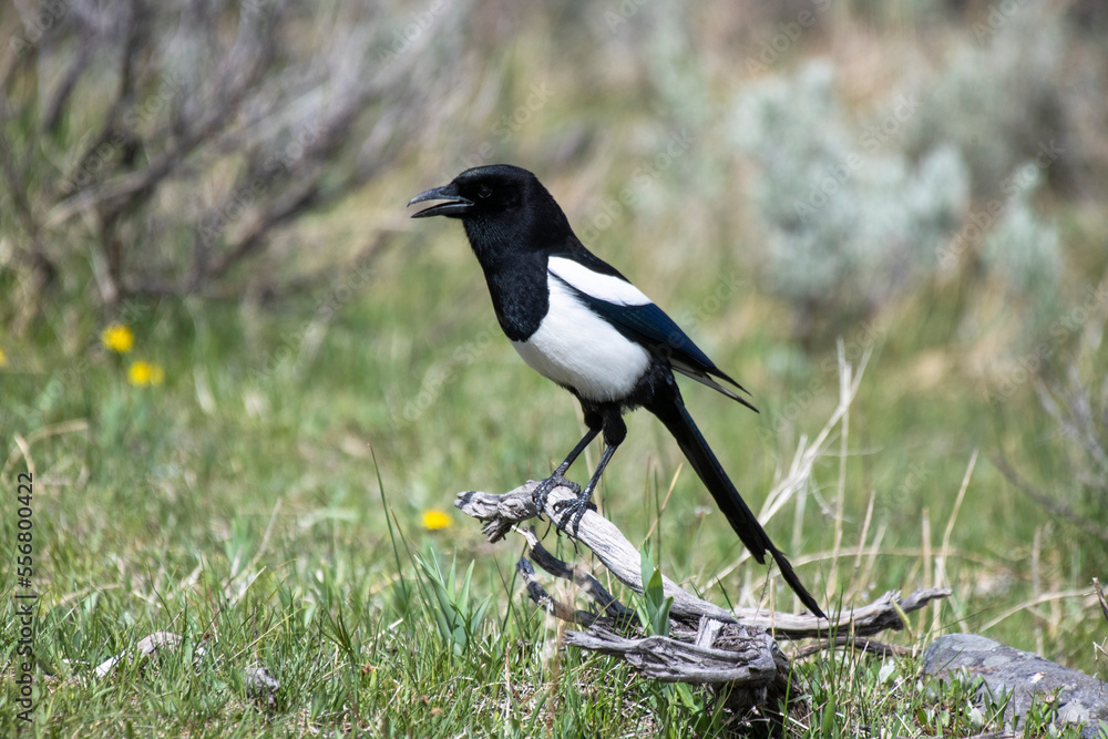Black-billed Magpie (Pica hudsonia) perched on dead wood on the ground in Yellowstone National Park; Wyoming, United States of America Black-billed Magpie (Pica hudsonia) perched on dead wood on the ground in Yellowstone National Park; Wyoming, United States of America