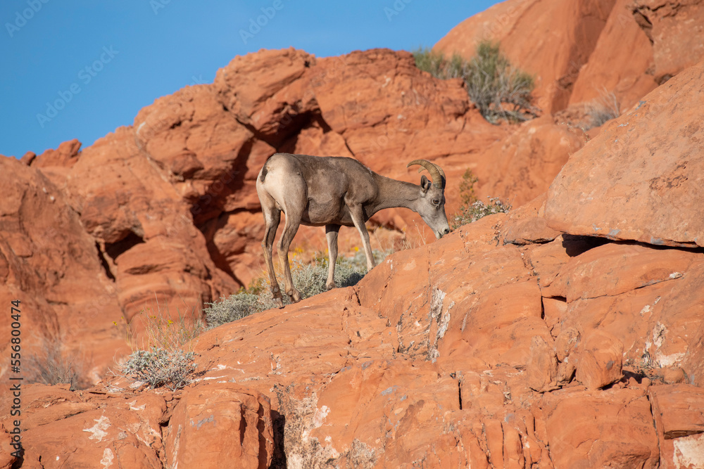 Desert Bighorn (Ovis canadensis nelsoni) ewe standing on the red-rock cliffs grazing on the shrubs in Valley of Fire State Park; Nevada, United States of America Desert Bighorn (Ovis canadensis nelsoni) ewe standing on the red-rock cliffs grazing on the shrubs in Valley of Fire State Park; Nevada, United States of America