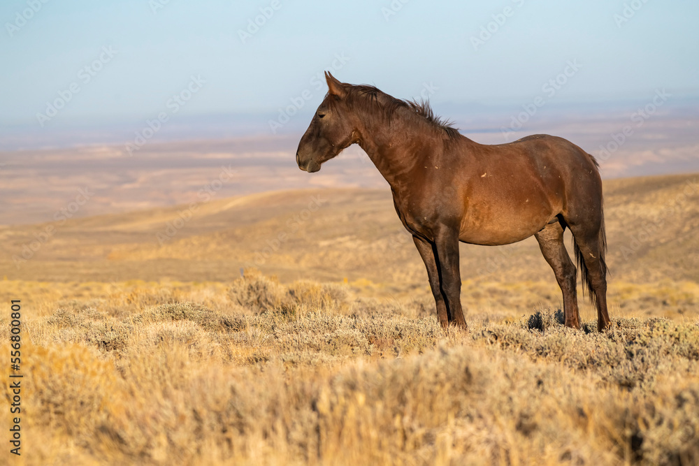 Wild horse (Equus ferus caballus) along the Pilot Butte Wild Horse Scenic Tour; Wyoming, United States of America Wild horse (Equus ferus caballus) along the Pilot Butte Wild Horse Scenic Tour; Wyoming, United States of America