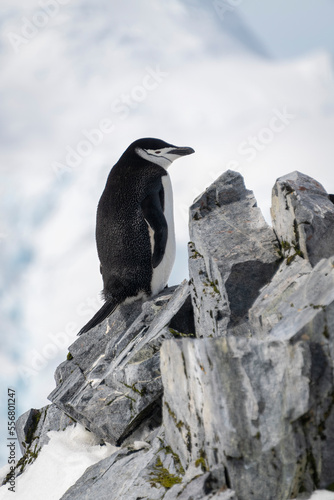 Portrait of a chinstrap penguin (Pygoscelis antarcticus) standing on rocky cliff, facing right; Orne Harbour, Antarctica