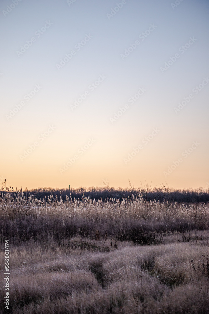 Fototapeta premium sunrise over the field