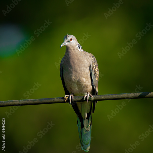 dove on a wire