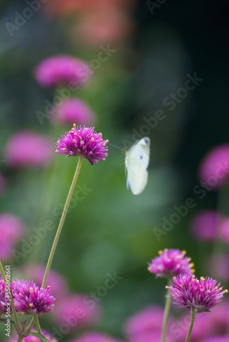 butterfly on flower © is_that_fine